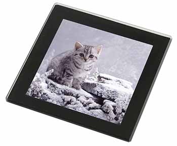 Silver Tabby Cat in Snow Black Rim High Quality Glass Coaster