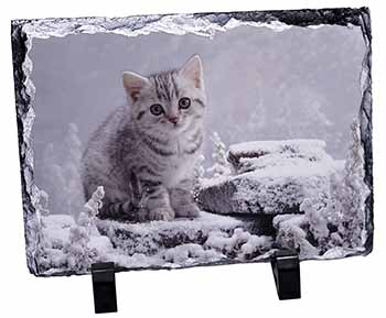Silver Tabby Cat in Snow, Stunning Photo Slate