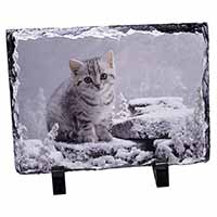 Silver Tabby Cat in Snow, Stunning Photo Slate