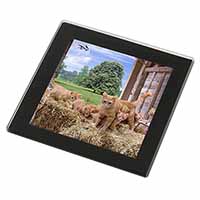 Ginger Cat and Kittens in Barn Black Rim High Quality Glass Coaster
