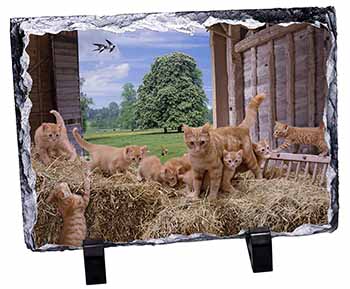 Ginger Cat and Kittens in Barn, Stunning Photo Slate