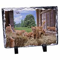 Ginger Cat and Kittens in Barn, Stunning Photo Slate