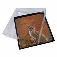 4x Lion Spirit on Kitten Watch Picture Table Coasters Set in Gift Box
