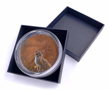 Lion Spirit on Kitten Watch Glass Paperweight in Gift Box