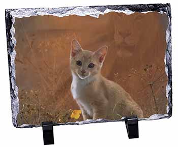 Lion Spirit on Kitten Watch, Stunning Photo Slate