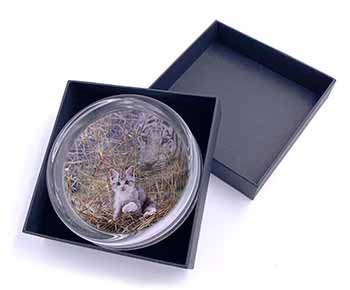 Kitten and White Tiger Watch Glass Paperweight in Gift Box