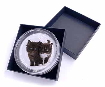 Black and White Kittens Glass Paperweight in Gift Box