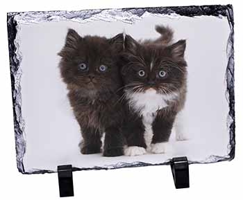 Black and White Kittens, Stunning Photo Slate