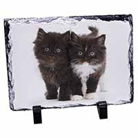 Black and White Kittens, Stunning Photo Slate