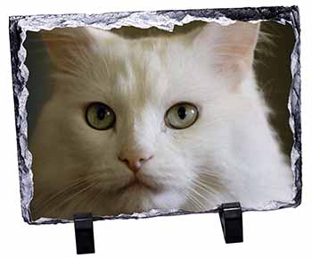 Gorgeous White Cat, Stunning Photo Slate