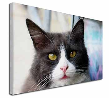 Pretty Black and White Cat Canvas X-Large 30"x20" Wall Art Print