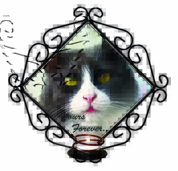 Black and White Cat 