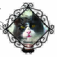 Black and White Cat 