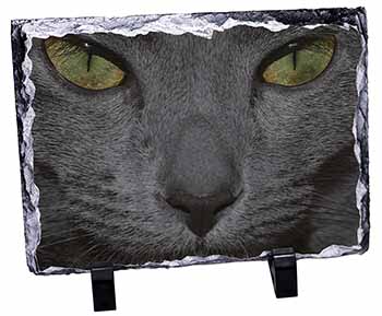 Grey Cats Face Close-Up, Stunning Photo Slate