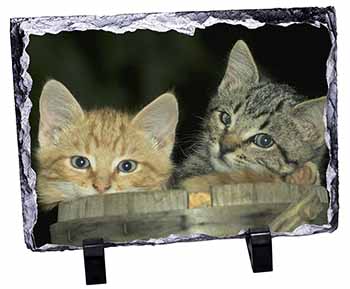 Kittens in Beer Barrel, Stunning Photo Slate
