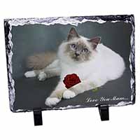 Birman Cat+Rose 