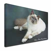 Birman Cat 