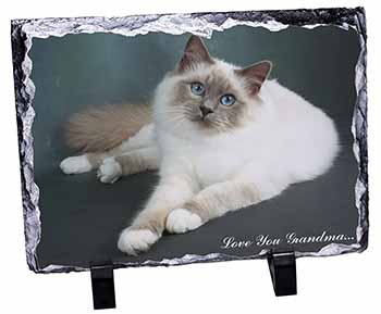 Birman Cat 