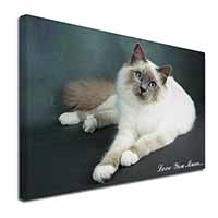 Birman Cat 