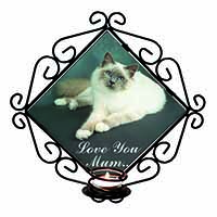 Birman Cat 