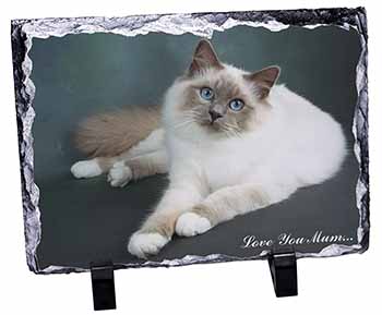 Birman Cat 