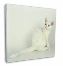 White American Wire Hair Cat Square Canvas 12"x12" Wall Art Picture Print