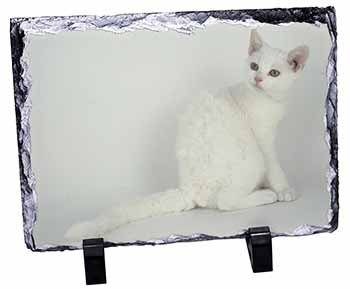 White American Wire Hair Cat, Stunning Photo Slate
