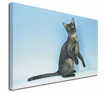 Pretty Asian Smoke Cat Canvas X-Large 30"x20" Wall Art Print