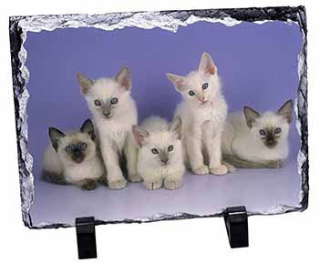 Cute Balinese Kittens, Stunning Photo Slate