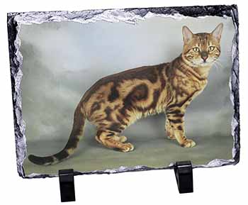 Bengal Gold Marble Cat, Stunning Photo Slate