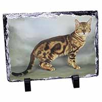 Bengal Gold Marble Cat, Stunning Photo Slate