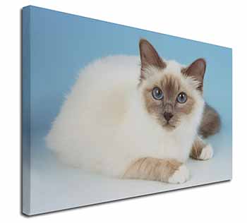 Pretty Birman Cat Canvas X-Large 30"x20" Wall Art Print