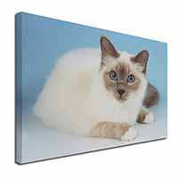 Pretty Birman Cat Canvas X-Large 30"x20" Wall Art Print