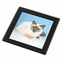 Pretty Birman Cat Black Rim High Quality Glass Coaster