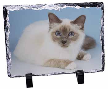 Pretty Birman Cat, Stunning Photo Slate