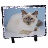 Pretty Birman Cat, Stunning Photo Slate