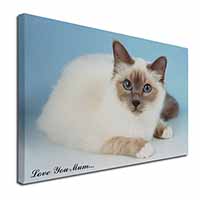 Birman Cat 