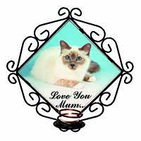 Birman Cat 