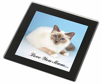 Birman Cat 