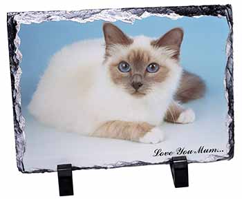 Birman Cat 