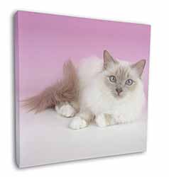 Lilac Birman Cat Square Canvas 12"x12" Wall Art Picture Print