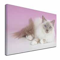 Lilac Birman Cat Canvas X-Large 30"x20" Wall Art Print