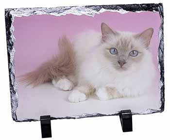 Lilac Birman Cat, Stunning Photo Slate