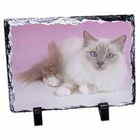 Lilac Birman Cat, Stunning Photo Slate