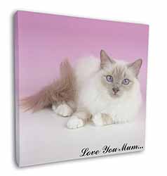 Lilac Birman Cat 