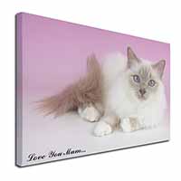 Lilac Birman Cat 