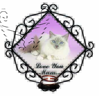 Lilac Birman Cat 