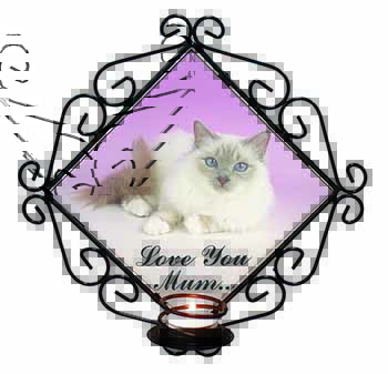 Lilac Birman Cat 