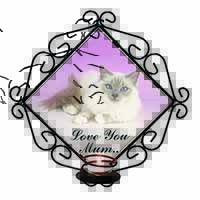 Lilac Birman Cat 