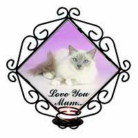 Lilac Birman Cat 